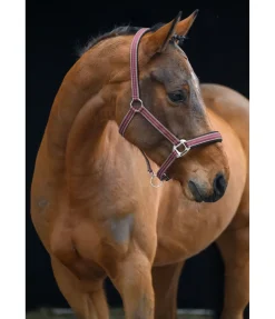 Licol Swiss Design II