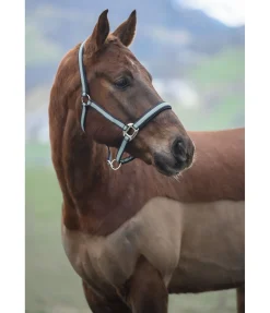 Licol Swiss Design II