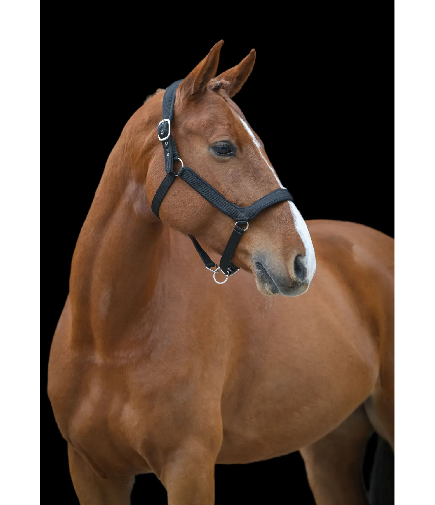 Licol anatomique Relaxation