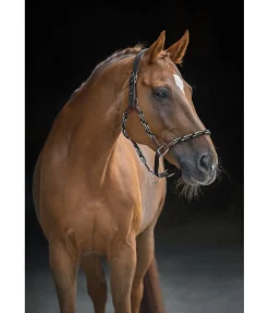 Licol anatomique Sophistication