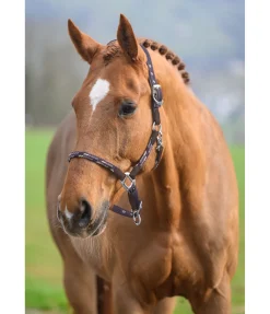 Licol anatomique Sophistication