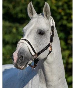 Licol avec polaire Teddy Better Together