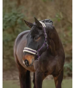 Licol avec polaire Teddy Better Together