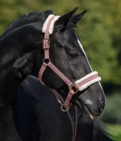 Licol avec polaire Teddy Better Together