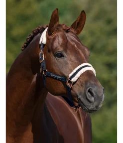 Licol avec polaire Teddy Better Together