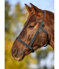 Licol de sécurité Safety