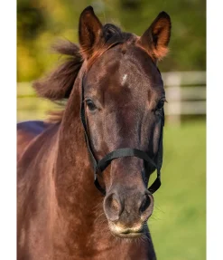 Licol de sécurité Safety