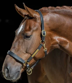 Licol en cuir Graveur