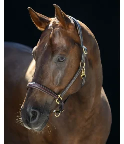 Licol en cuir Stitch