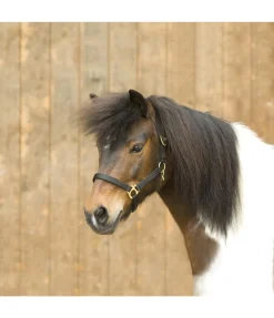Licol en nylon à prix cassé