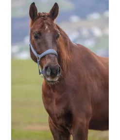 Licol en nylon à prix cassé II