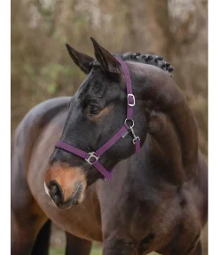 Licol en nylon à prix cassé II