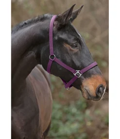 Licol en nylon à prix cassé II