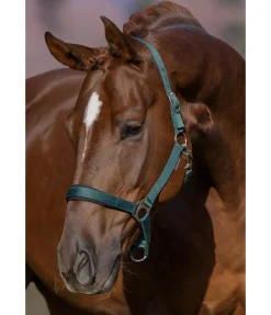 Licol en nylon à prix cassé II