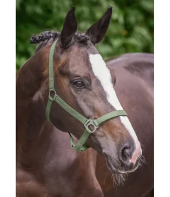 Licol en nylon à prix cassé