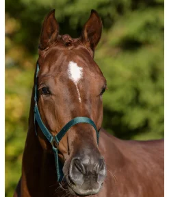 Licol en nylon à prix cassé