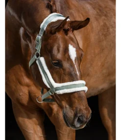 Licol en polaire Teddy Anatomical Relaxation