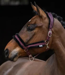 Licol en polaire Teddy Anatomical Relaxation