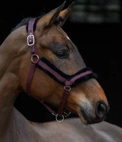 Licol en polaire Teddy Anatomical Relaxation