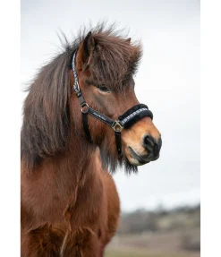 Licol en polaire Teddy Norway Spirit