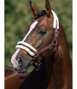 Licol en polaire Teddy à prix cassé III