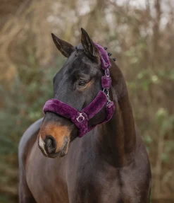 Licol en polaire Teddy Protection