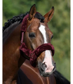 Licol en polaire Teddy Protection