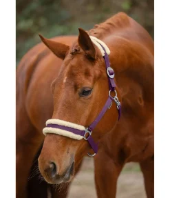 Licol en polaire Teddy à prix cassé III