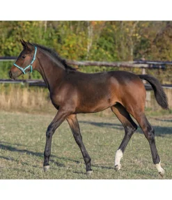 Licol poulain Darling