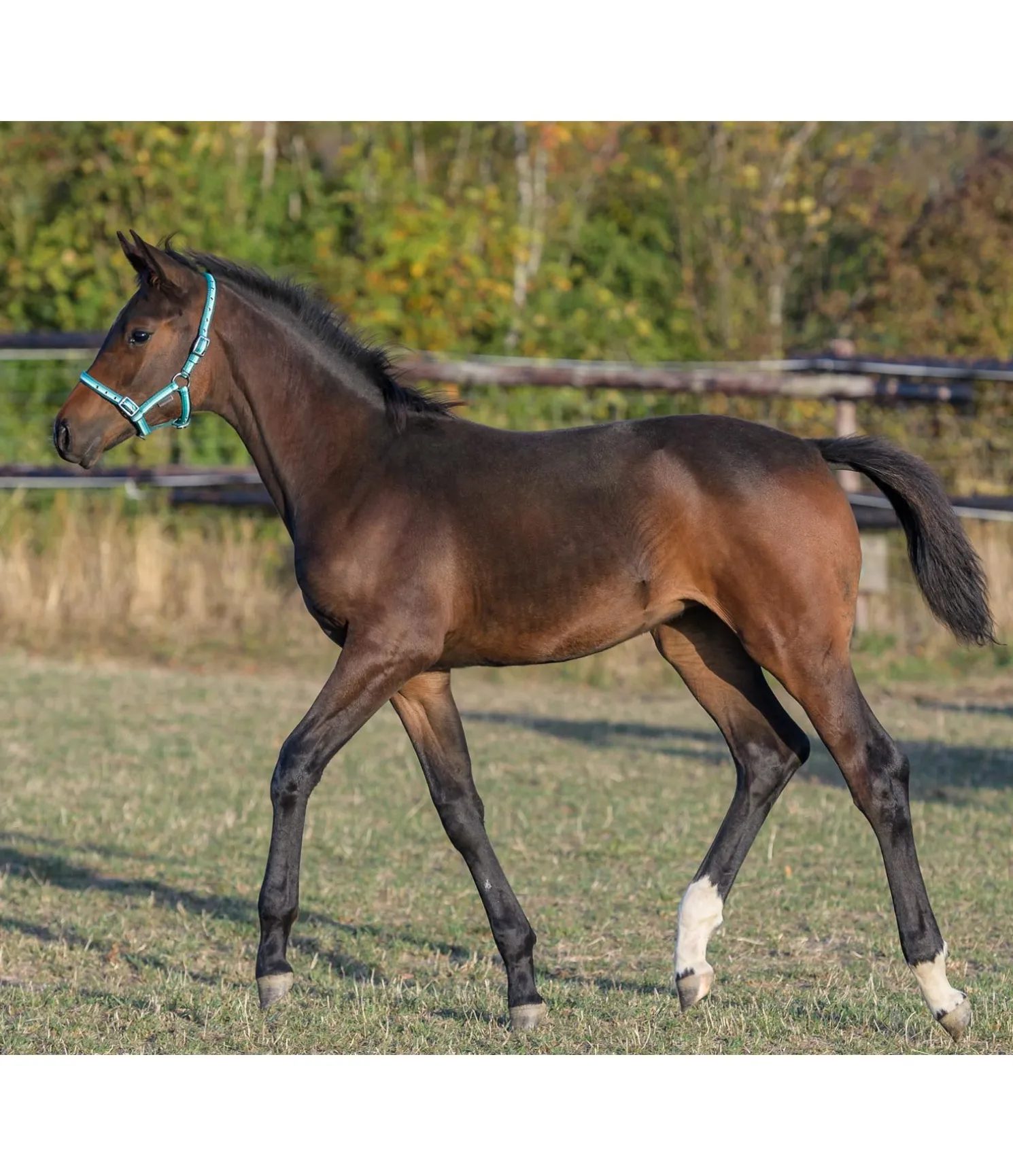 Licol poulain Darling