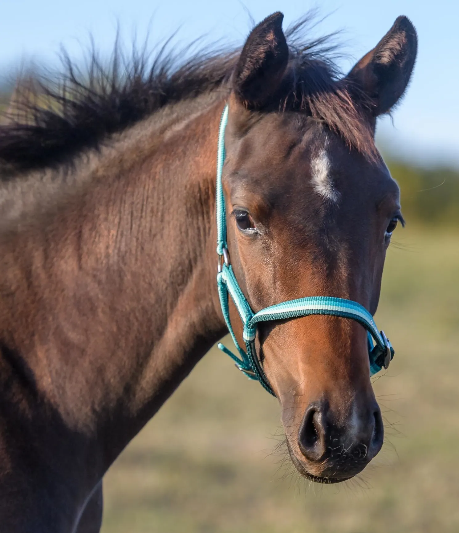 Licol poulain Darling