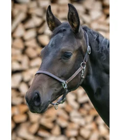 Licol poulain en cuir Classic