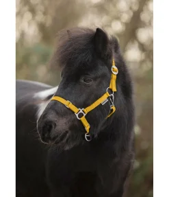 Licol poulain et shetland Grow With You