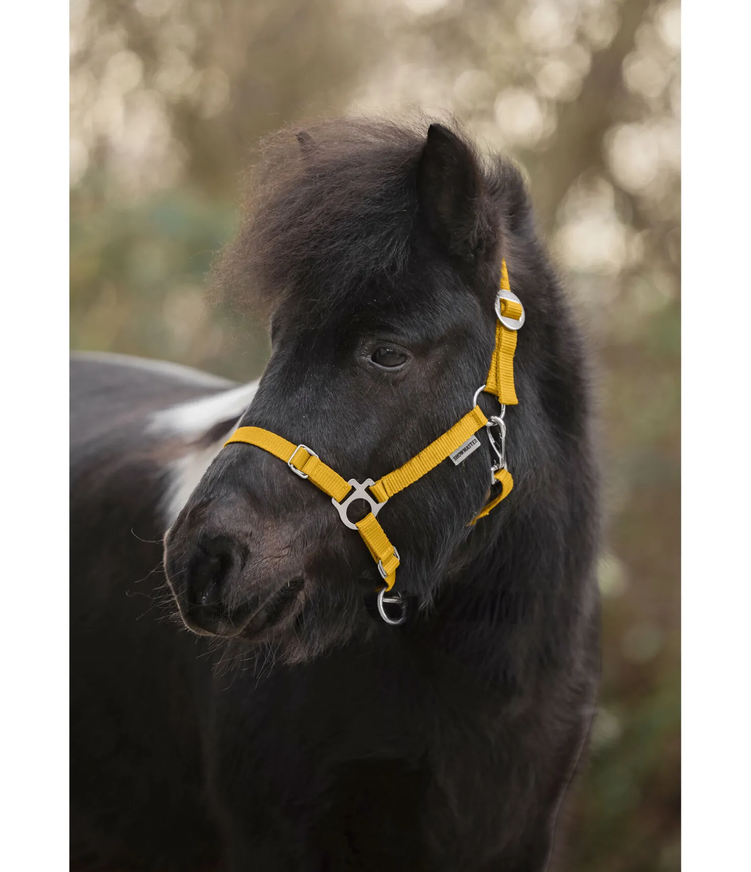 Licol poulain et shetland Grow With You