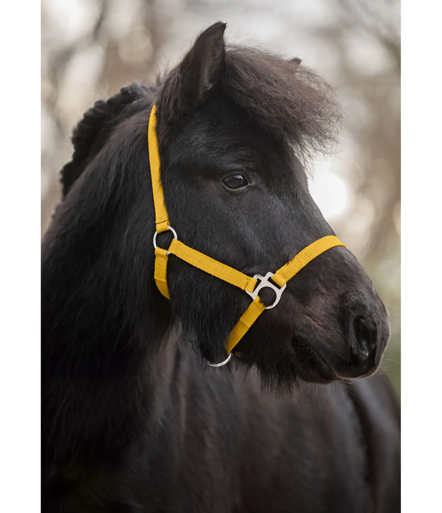 Licol poulain et shetland Grow With You