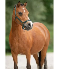 Licol poulain et shetland Shimmering