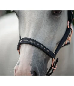 Licol poulain et shetland Future Star