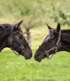 Licol poulain et shetland Future Star