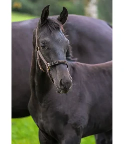 Licol poulain et shetland Future Star