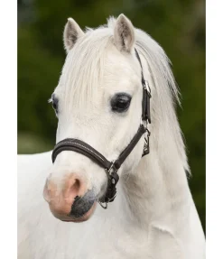 Licol poulain et shetland en cuir orné de strass Selina