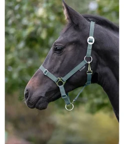 Licol poulain et shetland Grow With You