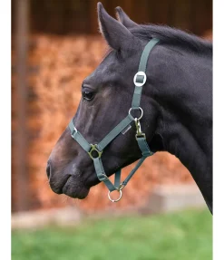 Licol poulain et shetland Grow With You