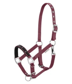 Licol poulain et shetland Future Star