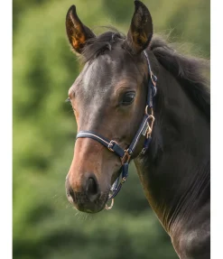 Licol poulain et shetland Shimmering