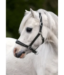 Licol poulain et shetland en cuir orné de strass Selina