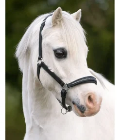 Licol poulain et shetland en cuir orné de strass Selina