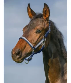 Licol poulain et shetland Blaire