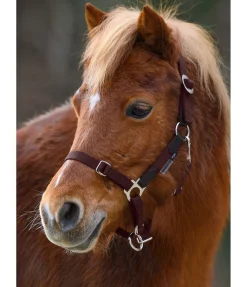 Licol poulain et shetland Katy