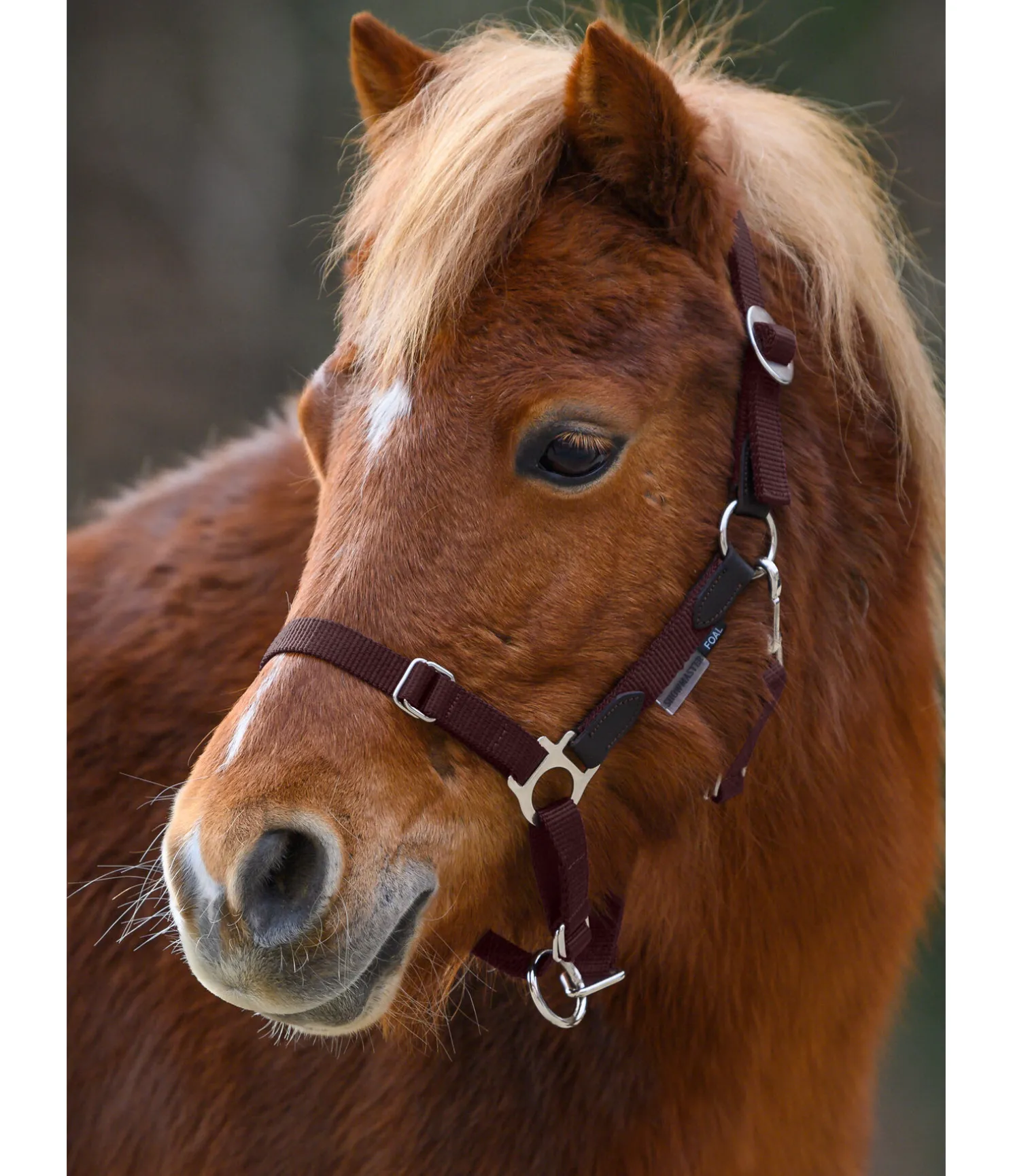 Licol poulain et shetland Katy