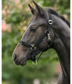 Licol poulain et shetland Grow With You